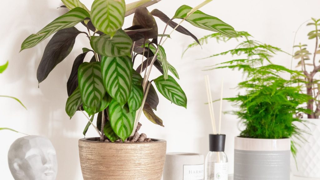 potted plants in the office for wellness challenge ideas