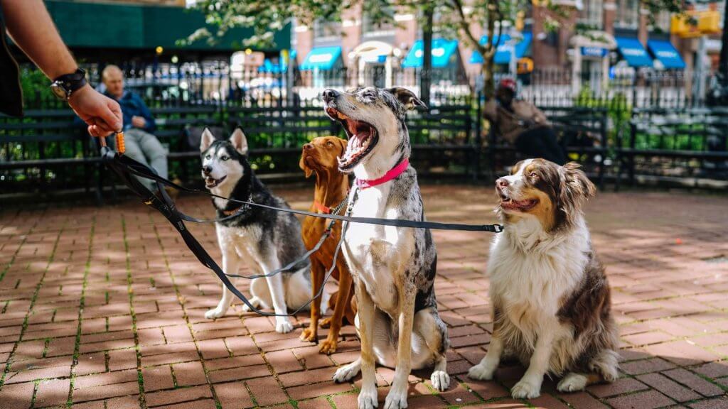 reducing stress with therapy animals