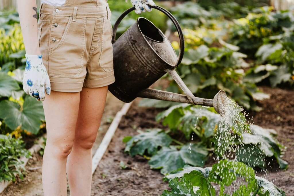 Woman in overall shorts watering her vegetables with a watering can.